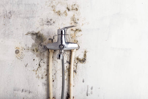  White Pigeon, MI Mold Removal Pros