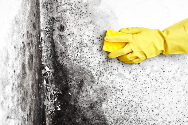 Best Mold Removal Specialists  in White Pigeon, MI