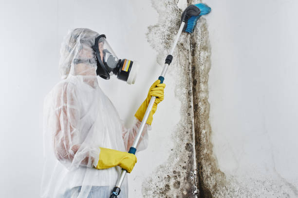 Best Mold Removal Company Near Me  in White Pigeon, MI