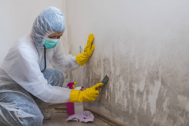 Best Attic Mold Removal  in White Pigeon, MI