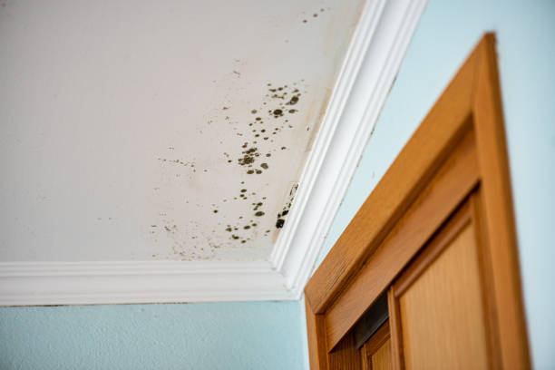 Best Mold Remediation  in White Pigeon, MI