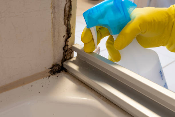 Best Attic Mold Removal  in White Pigeon, MI