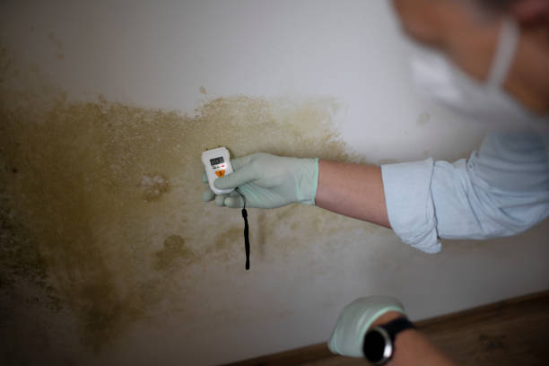 Best Emergency Mold Removal  in White Pigeon, MI