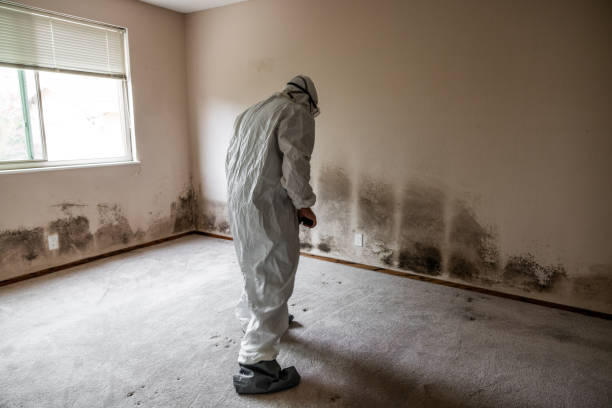 Best Mold Removal Near Me  in White Pigeon, MI