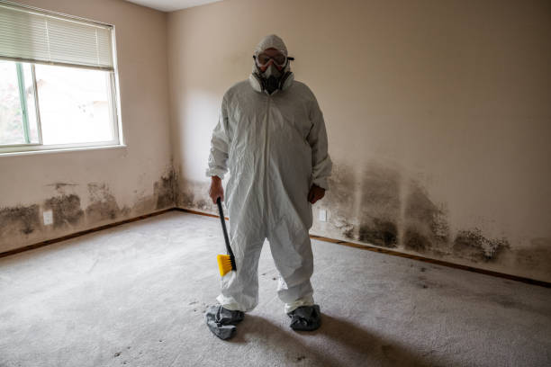 Mold Removal and Inspection in White Pigeon, MI