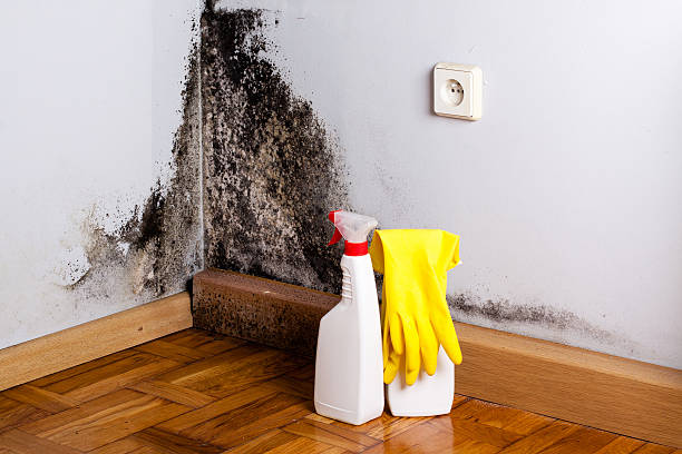 Best Fast Mold Removal  in White Pigeon, MI