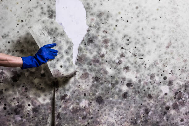Mold Testing and Removal in White Pigeon, MI
