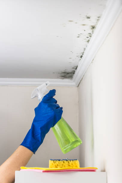 Best Affordable Mold Removal  in White Pigeon, MI